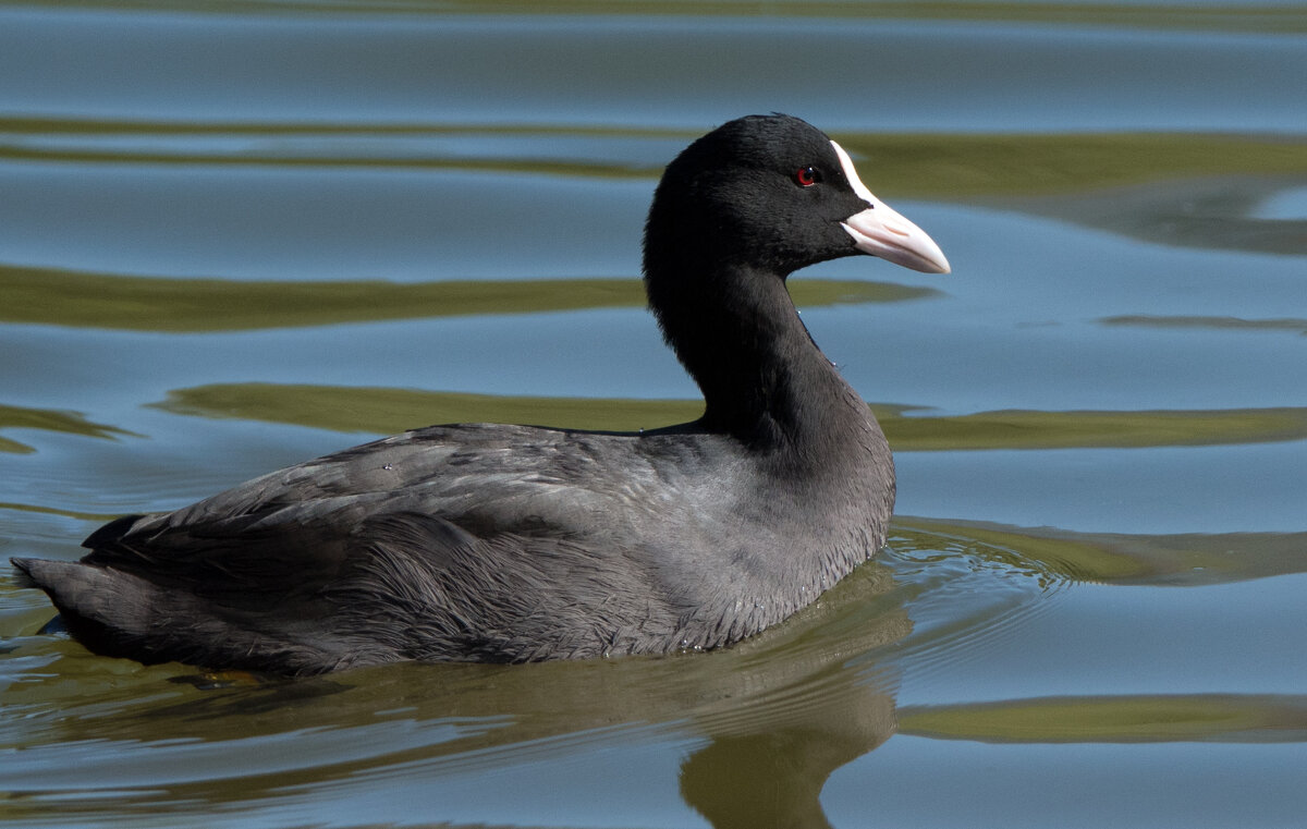 Лысуха. - Владимир Безбородов Лысуха. - Владимир Безбородов