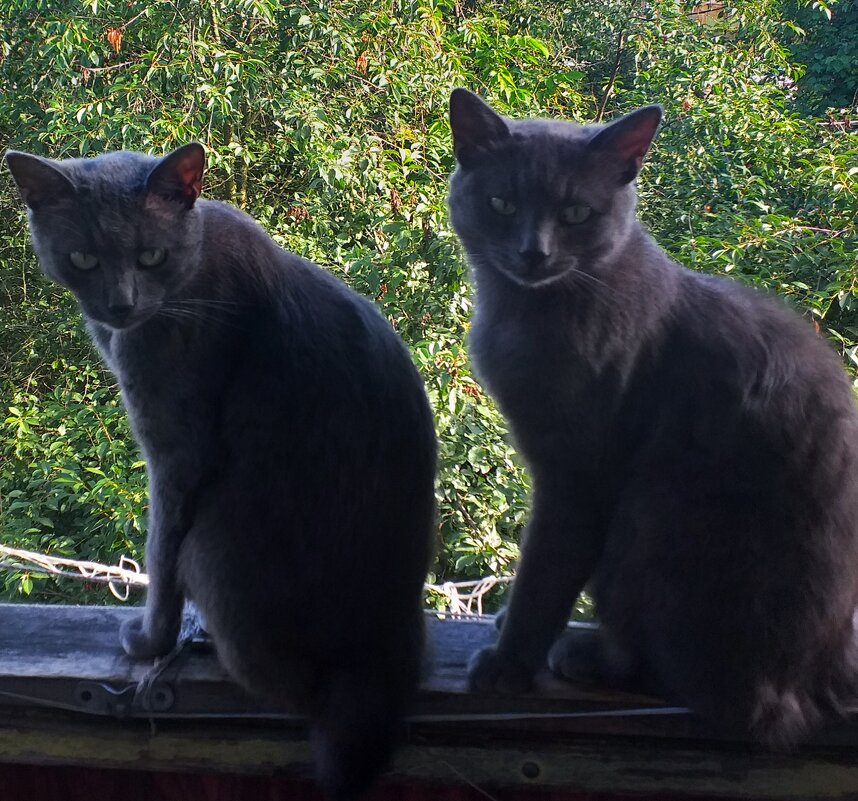 братцы - Галина Флора