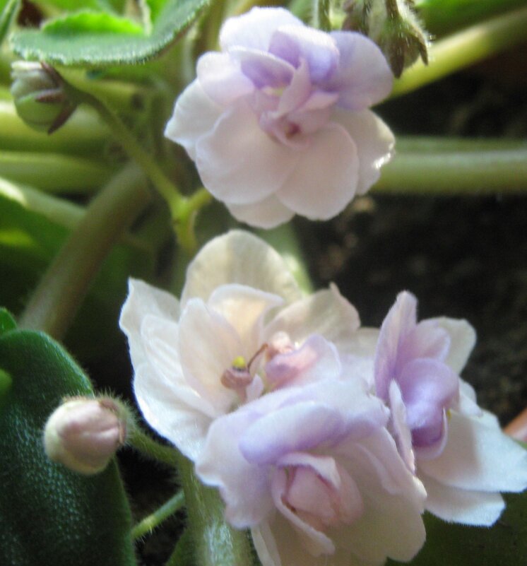 Фиалка - Елена Семигина