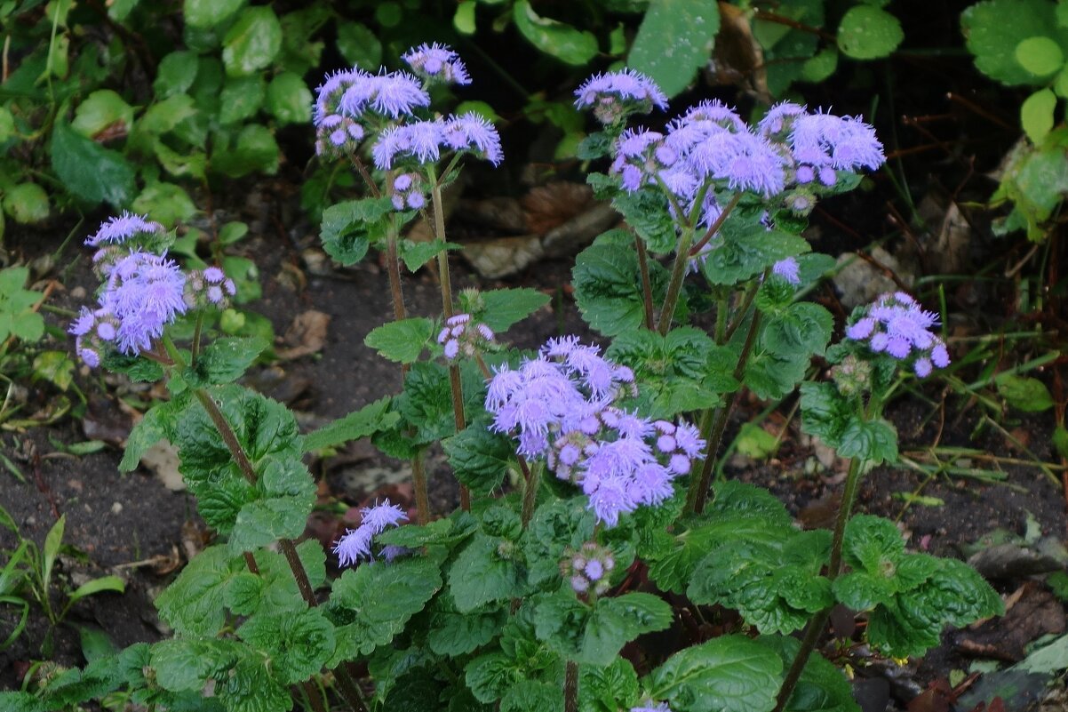 Агератум - Рита Симонова