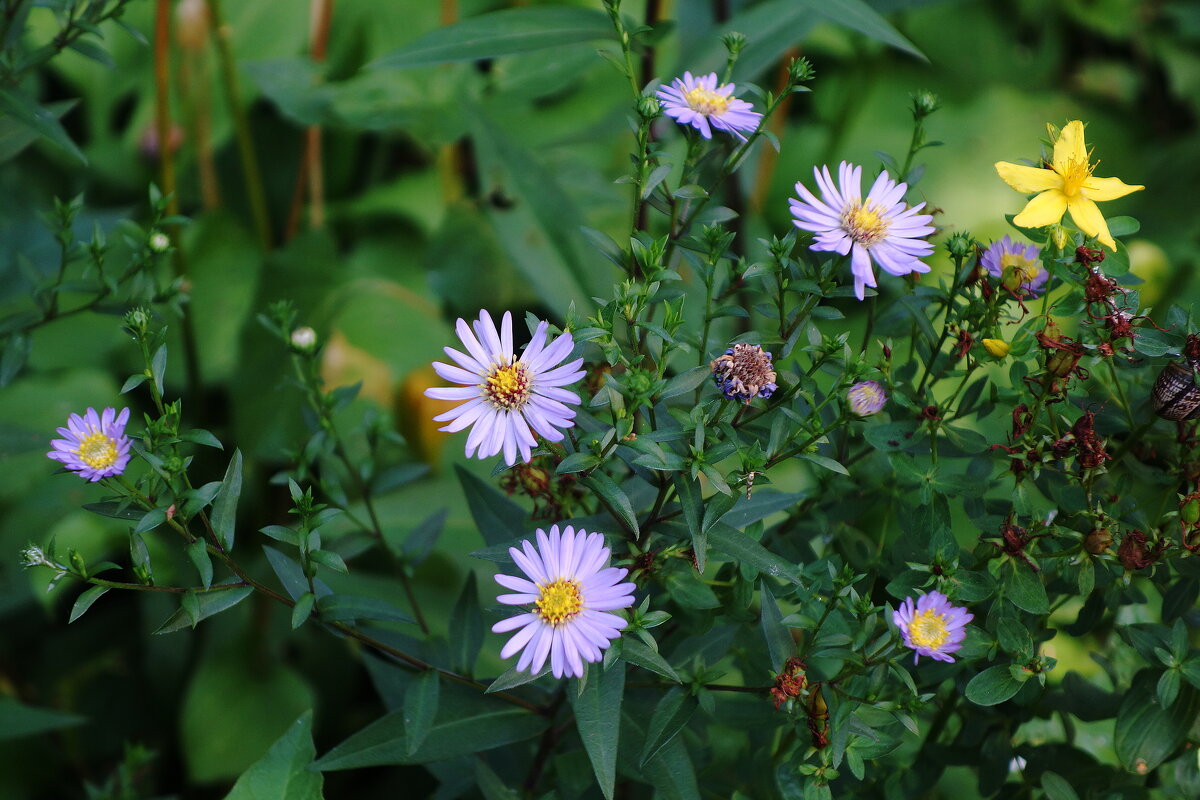 Астра - Рита Симонова