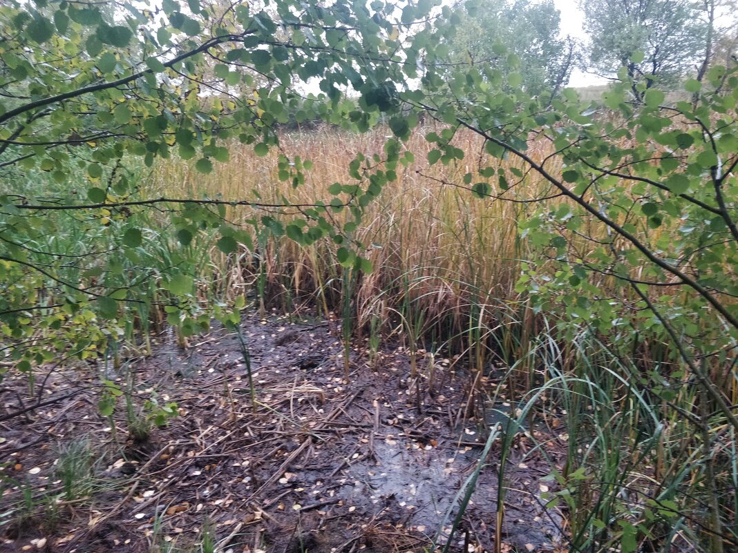 Болотце - Андрей Хлопонин