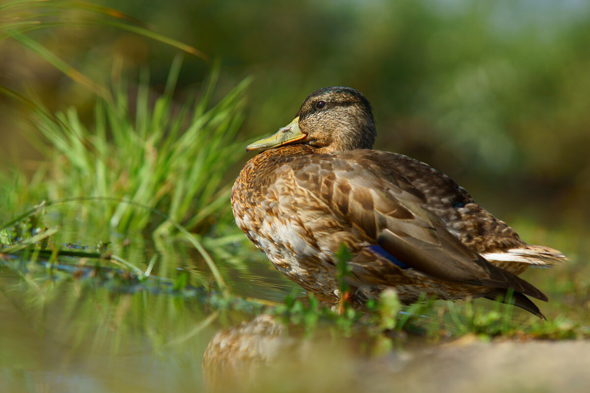 Утка - Василий Прудников