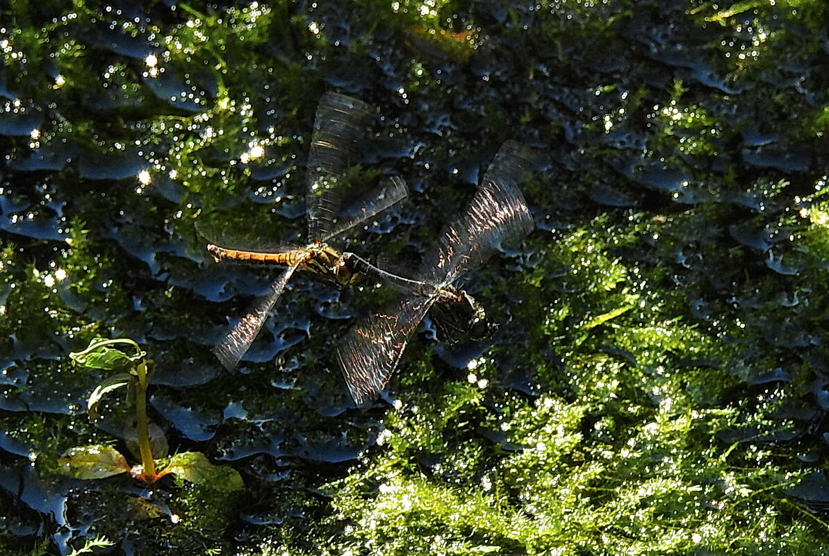 ***** - ИННА ПОРОХОВА