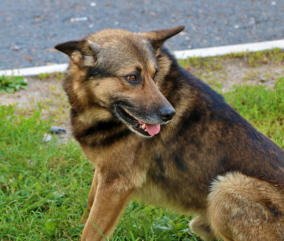 Бездомный, но добродушный - Светлана 