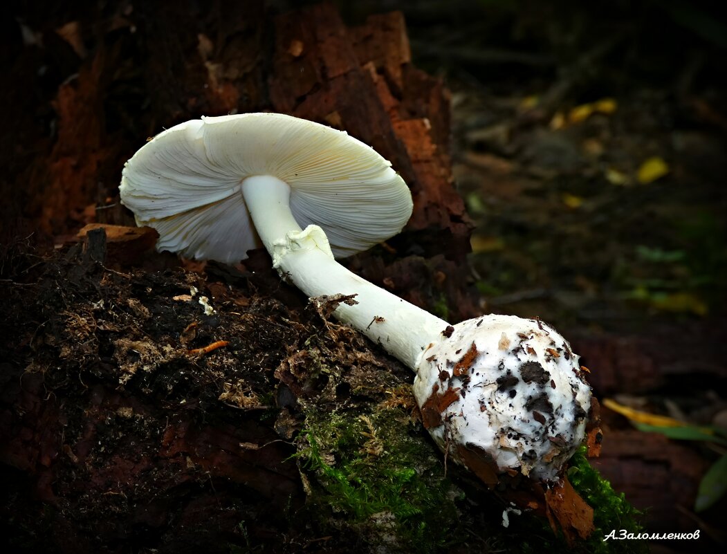 Есть грибы, которые можно поесть только один раз... - Андрей Заломленков