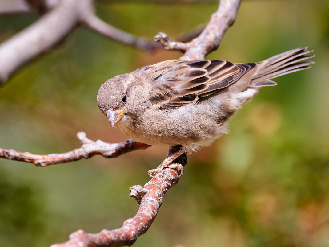 Воробей... - Петр 