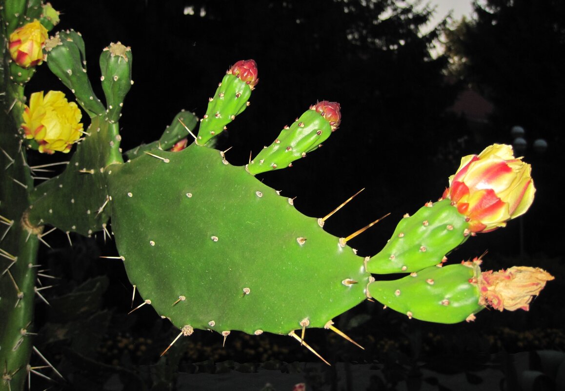 Вот так цветет опунция в средней полосе России - Gen Vel