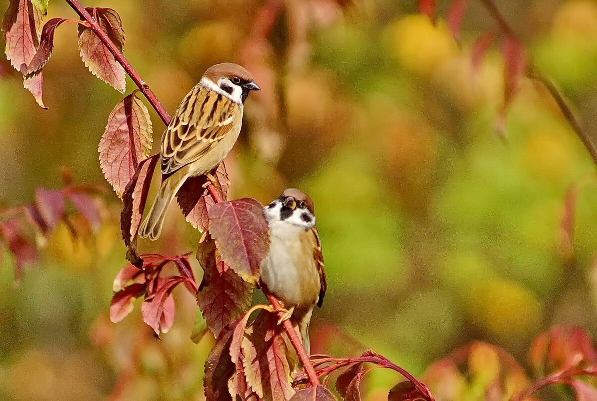 Осеннее настроение... - Николай Саржанов