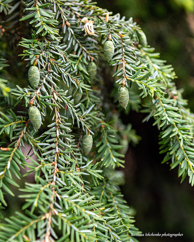 Тсуга канадская - Светлана Ищенко