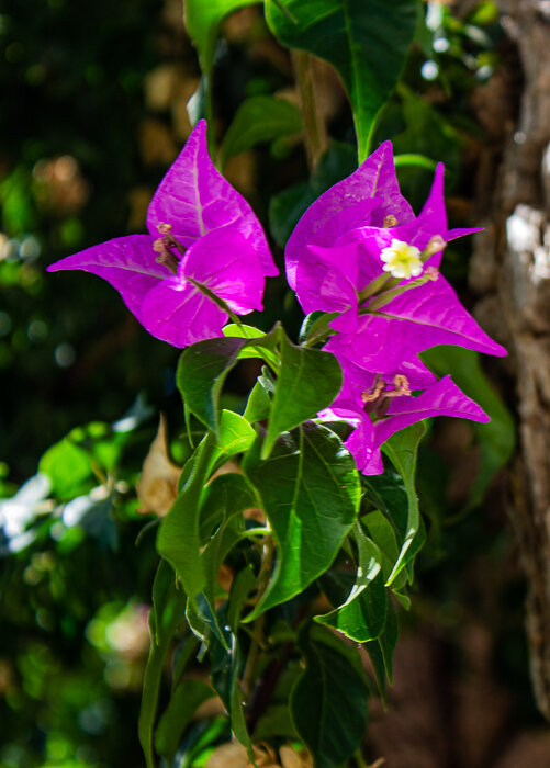 Бугенвиллея - Светлана SvetNika17