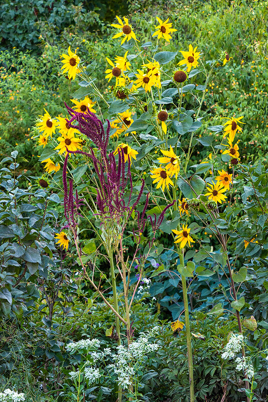 Осенние солнышки - Юрий Яловенко