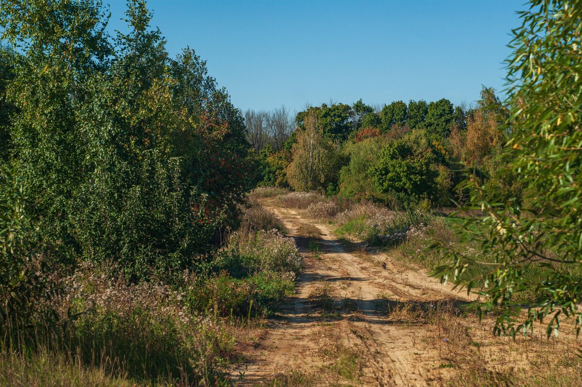 По полевым дорогам - Дмитрий Ряховский По полевым дорогам - Дмитрий Ряховский