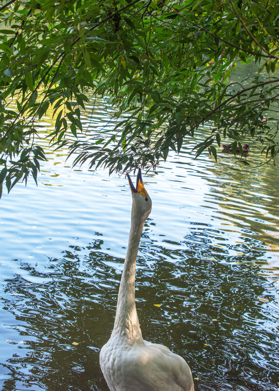 Лебедь - Михаил Измайлов