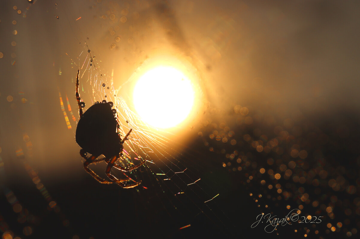 *** - Елена Kазак (selena1965)