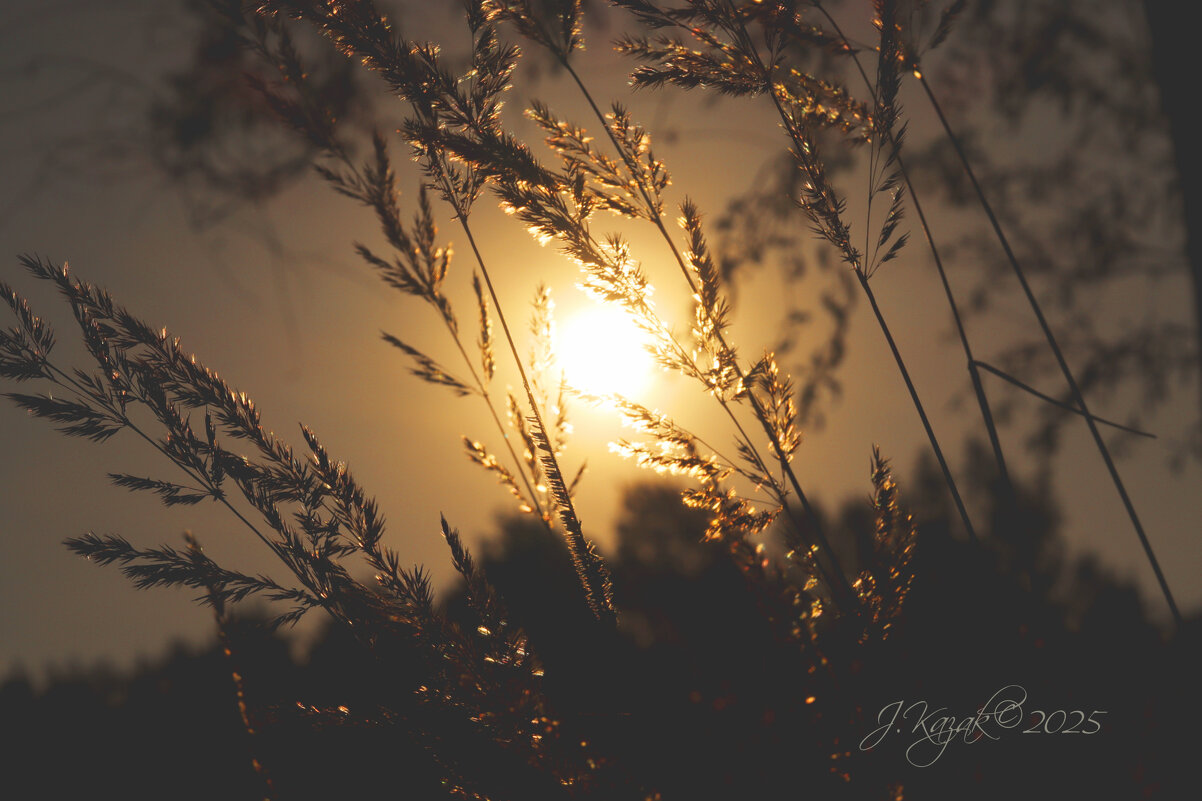 *** - Елена Kазак (selena1965)