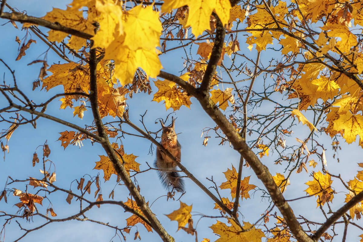 Осень - Владимир Колесников