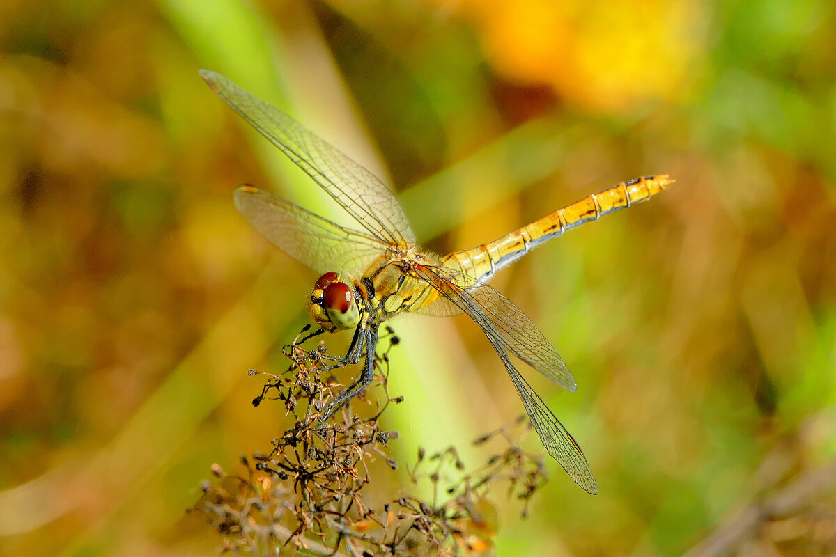опять про стрекоз 11 - Александр Прокудин опять про стрекоз 11 - Александр Прокудин