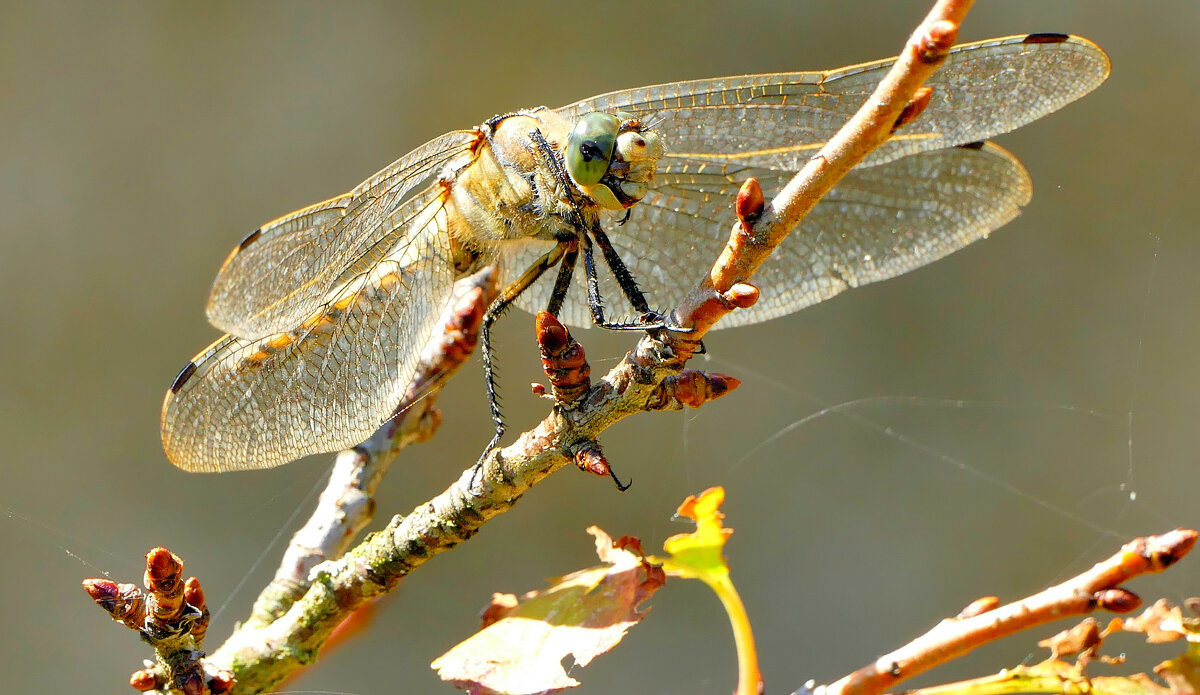 опять про стрекоз 14 - Александр Прокудин