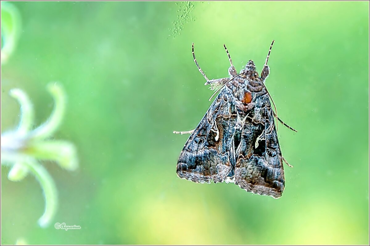 Про бабочек... - Aquarius - Сергей