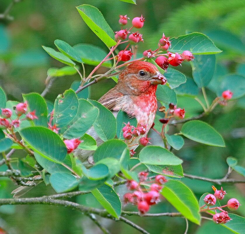 лакомится... - Andrey Bragin 