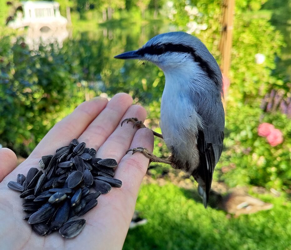 Поползень - Сапсан 