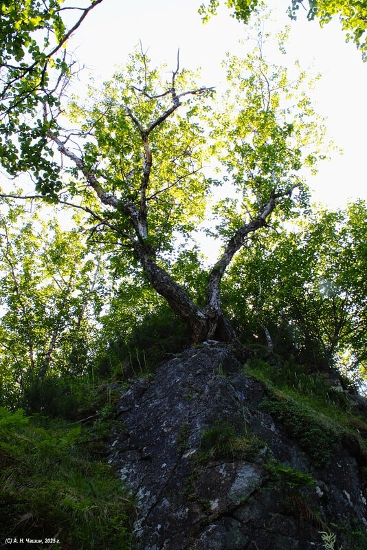 Солнце, зелень, два ствола - Александр Чашин