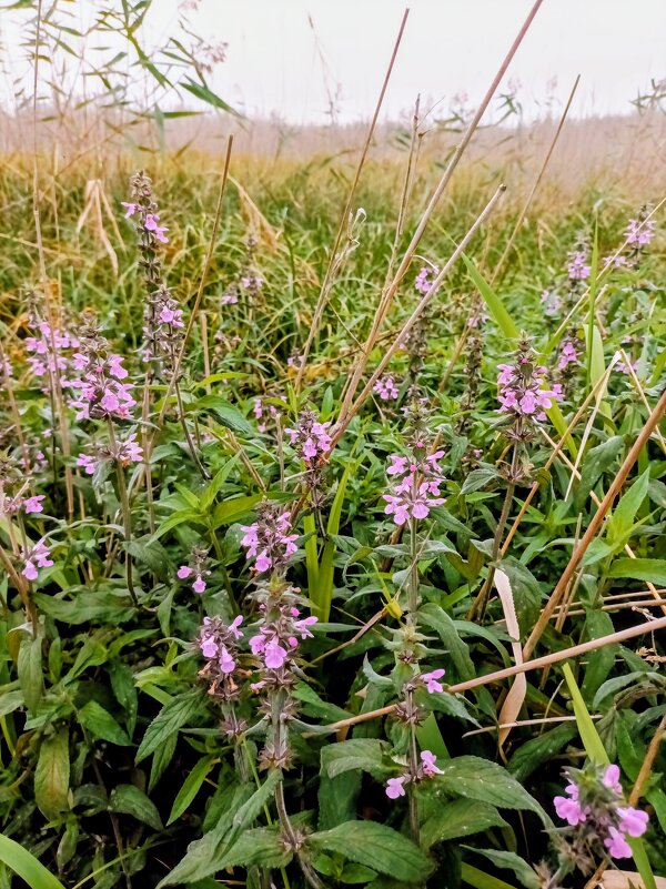 Чистец болотный - Veera V