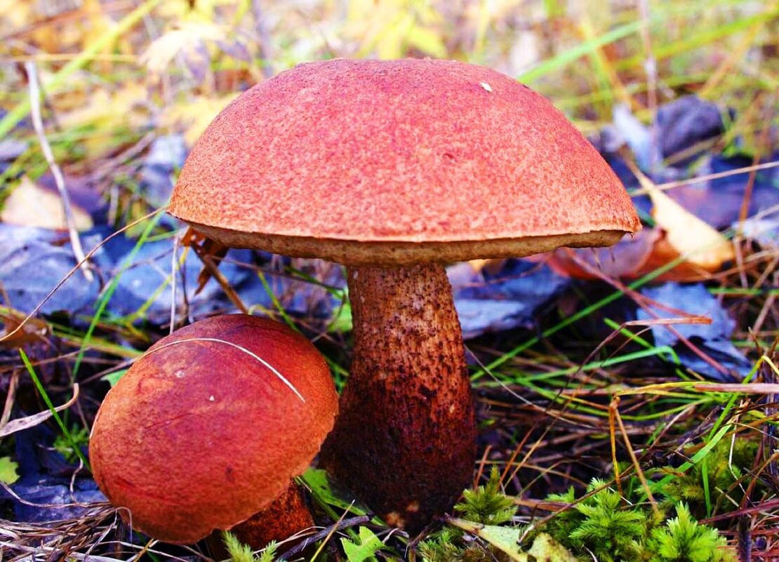 Сентябрь подрумянил! - Владимир 