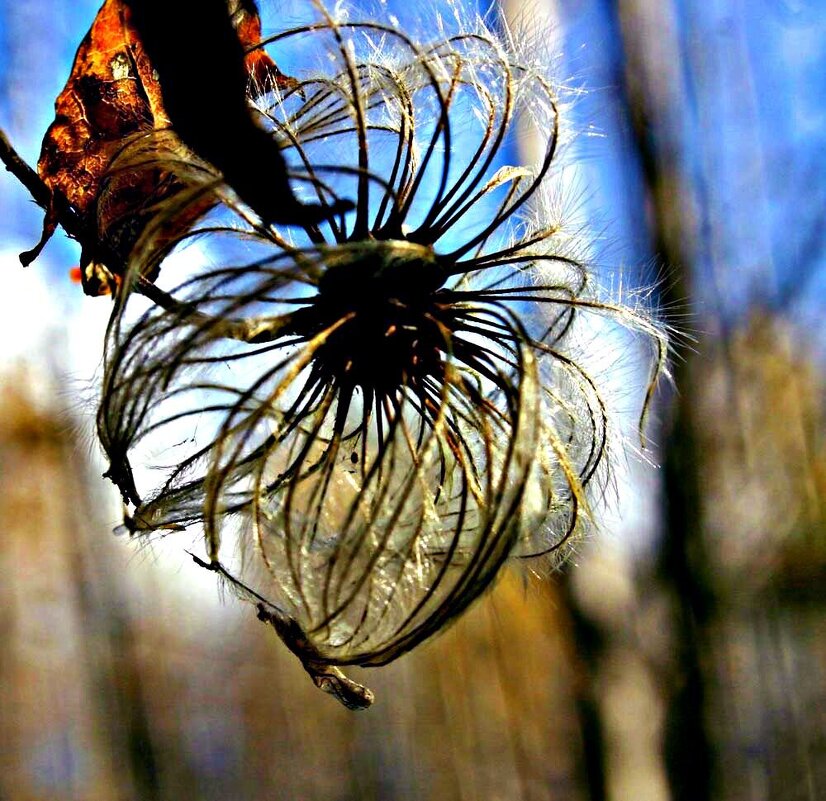 Осень...Семя-пуховик княжика сибирского! - Владимир 