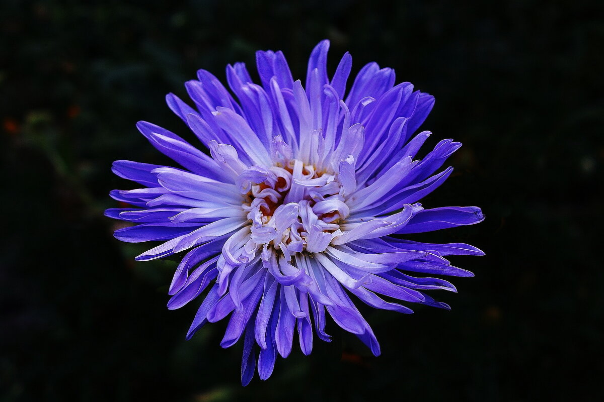 Астра - Рита Симонова