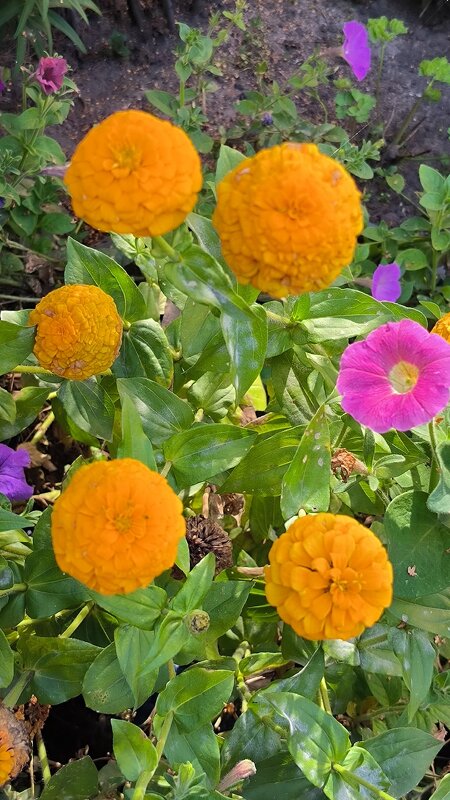 Циния. - Ольга Циния. - Ольга