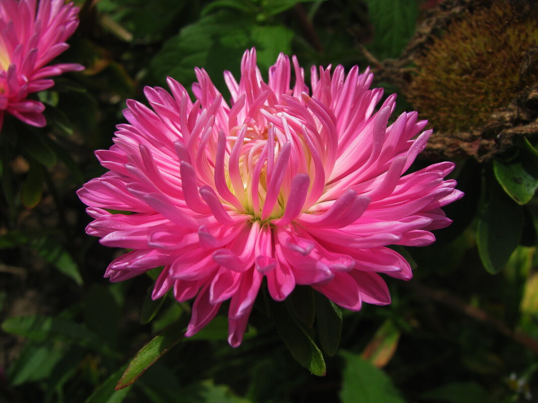 Во всей красе - Людмила Смородинская Во всей красе - Людмила Смородинская