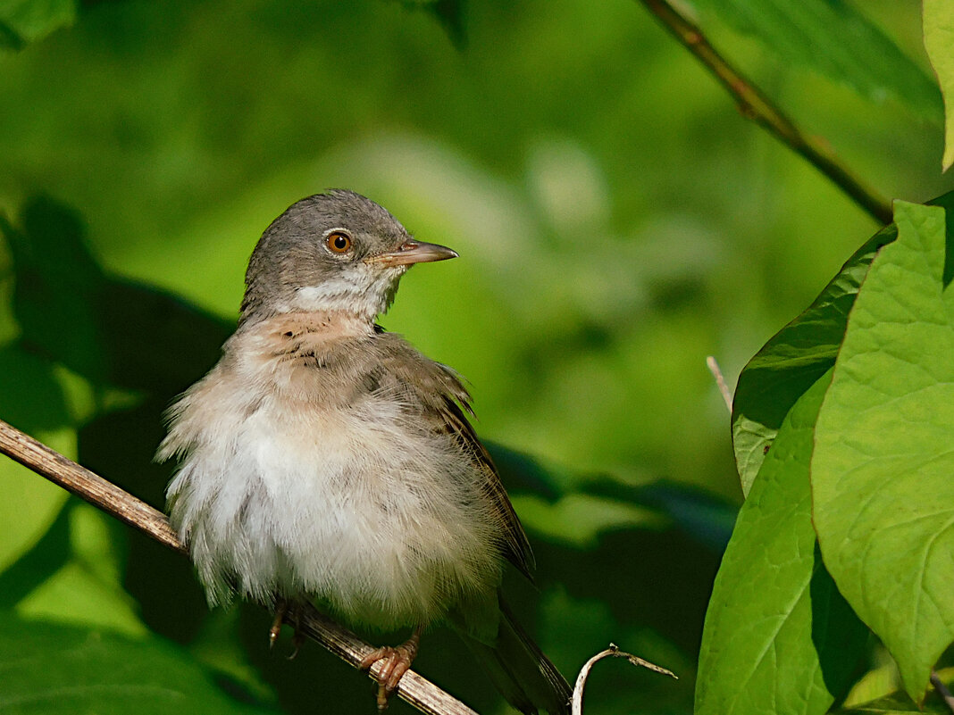 Серая славка - Лина 