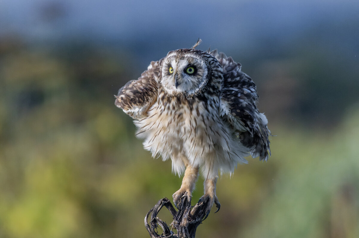 сова болотная - юрий макаров