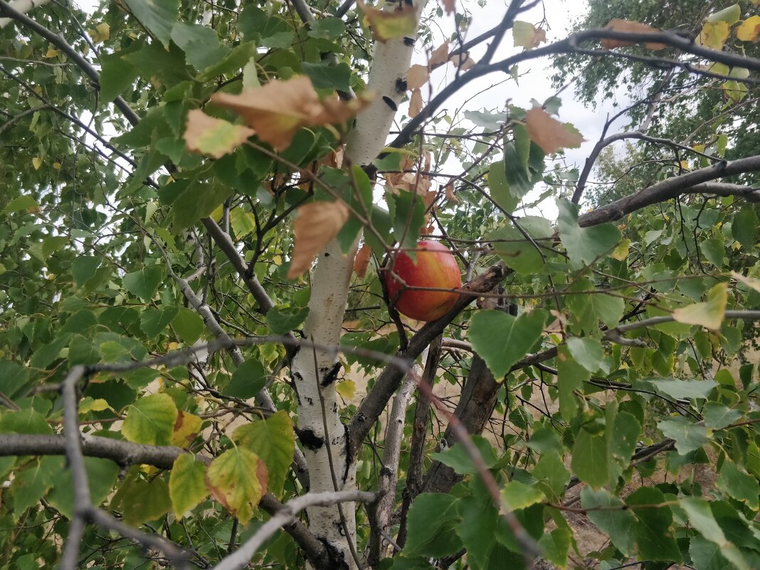 И на Марсе будут яблони цвести... - Андрей Хлопонин