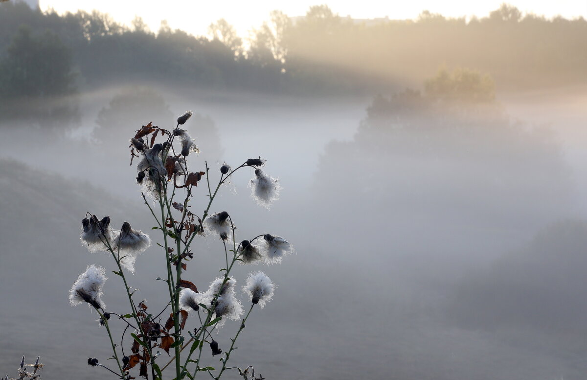 Утро в Царицыне - Михаил Бибичков