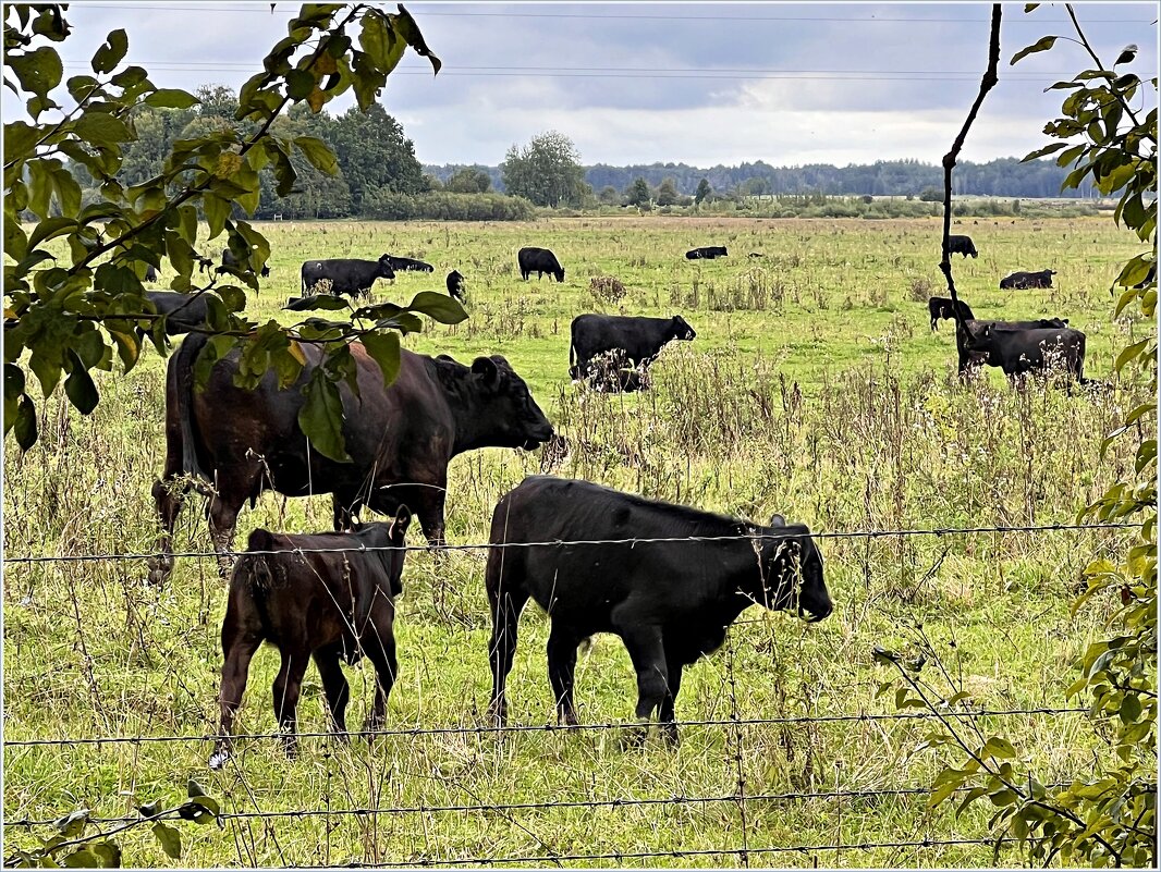 Блэк Ангусы. - Валерия Комова