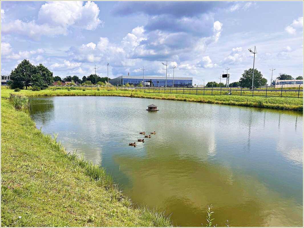 На пруду. - Валерия Комова На пруду. - Валерия Комова