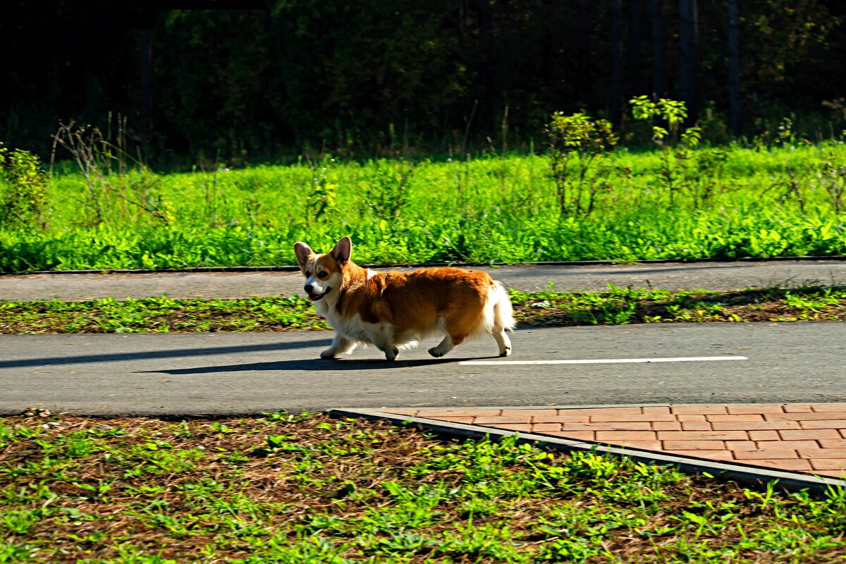 Корги - Сергей Михайлов