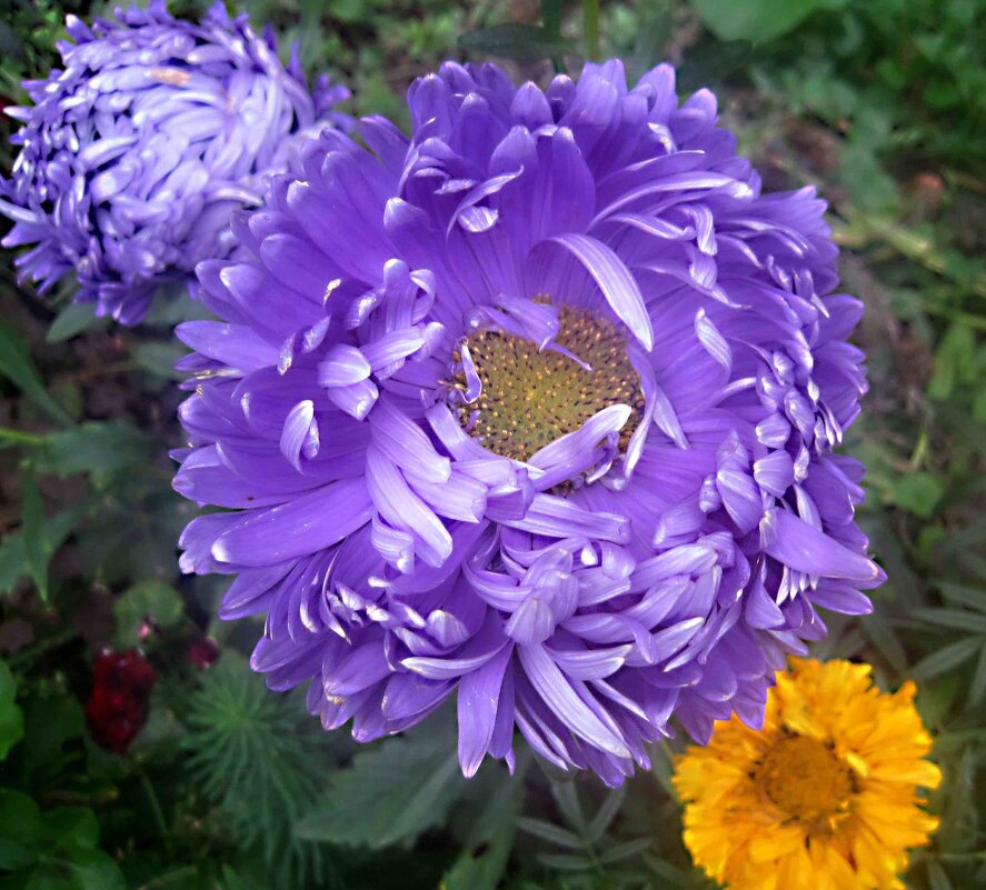 Астры - Елена Семигина