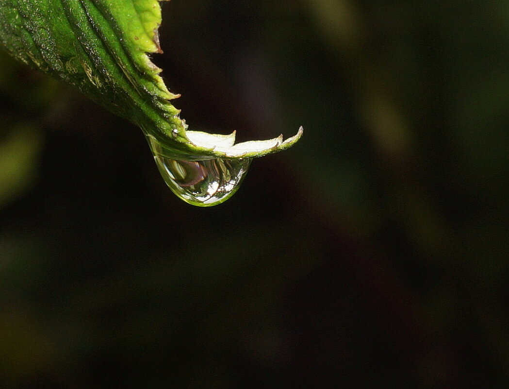 капля... - Андрей Катков