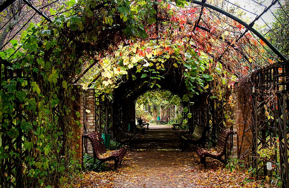 Удивительная пергола,,,, - Анатолий Колосов