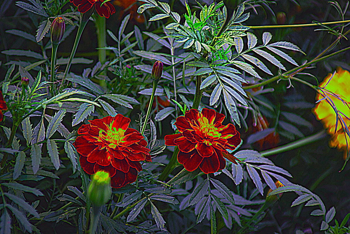 БАРХАТЦЫ - Владимир Кроливец