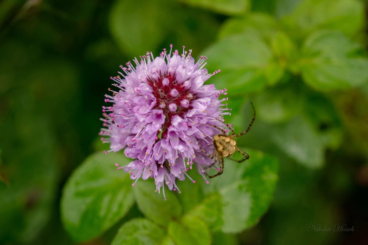 Уходящий... - Николай Гирш