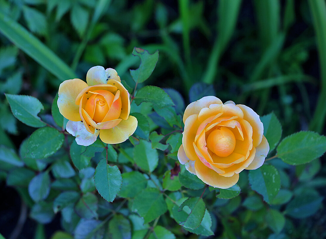 Сентябрьские розы - Светлана 