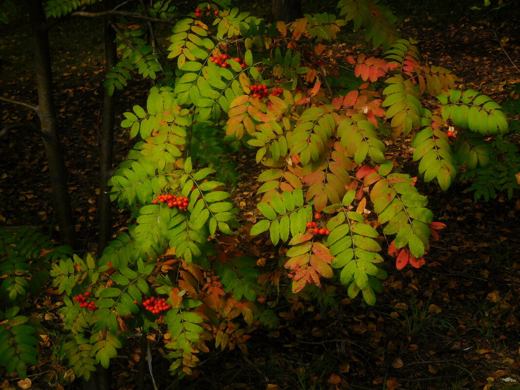 Осень - ирина 