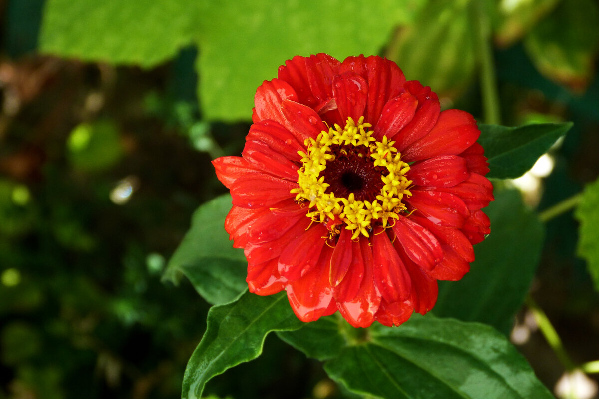 Алая  Циния - Валентин Семчишин