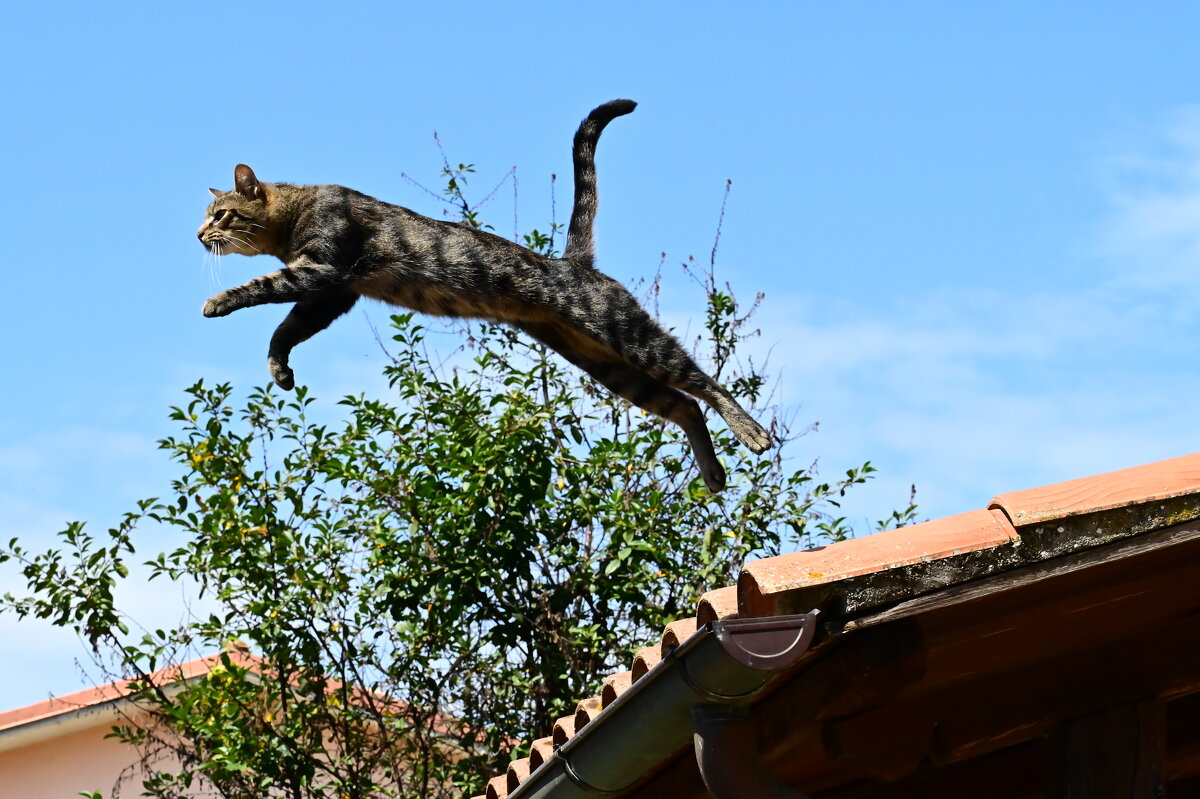 Кот летун - Светлана 