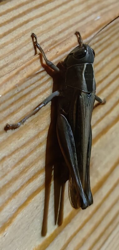 Полевой сверчок - Ирэн 